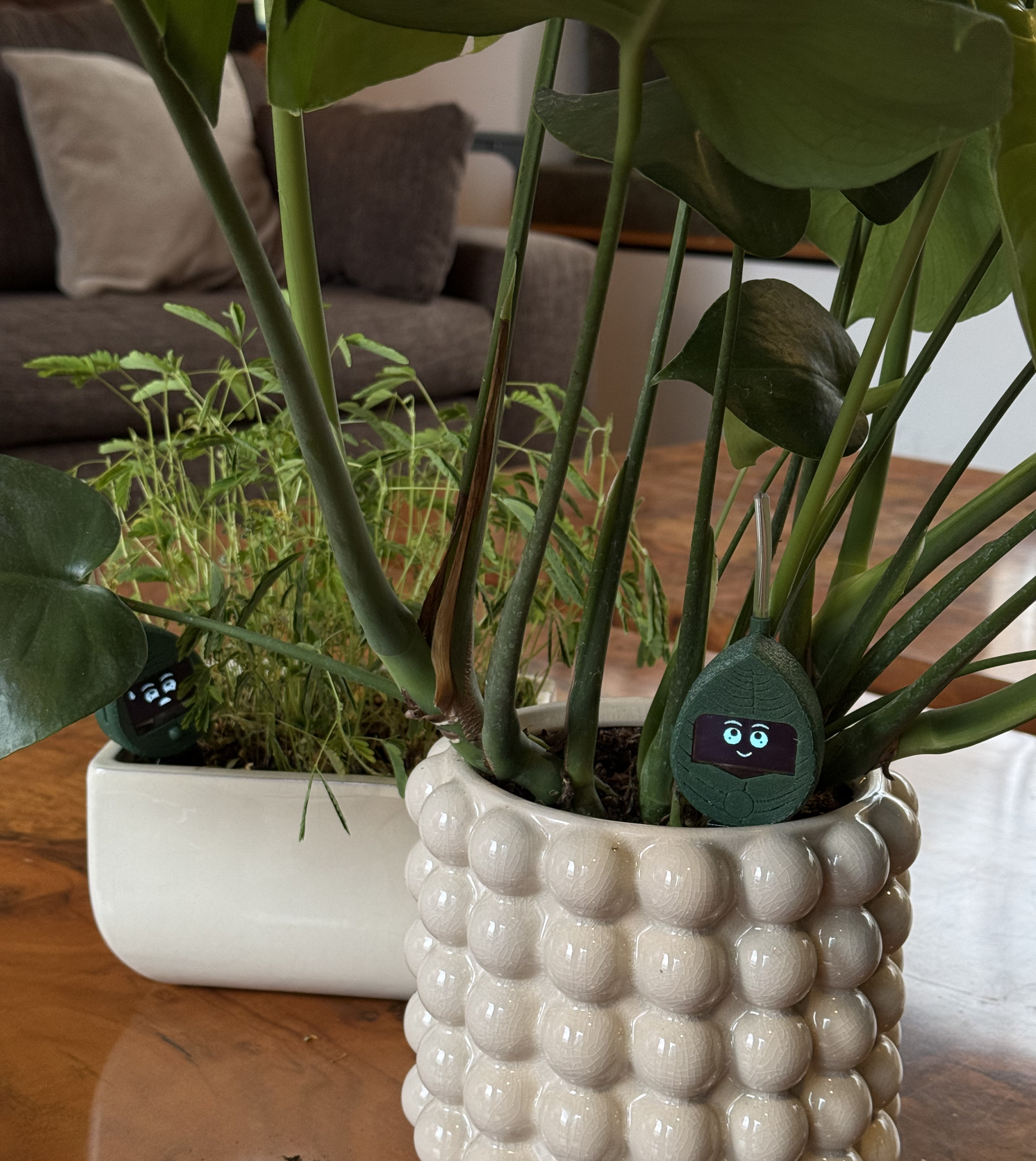 PLANTIO | Sensor Interactivo Para Tus Plantas